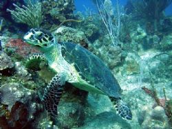 Friendly turtle, Grand Cayman. by Renato Costagliola 